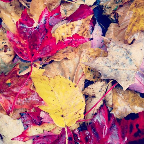 Wet leaves in the Giant Mountain Wilderness Area.